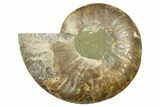 Cut & Polished Ammonite Fossil (Half) - Madagascar #383982-1